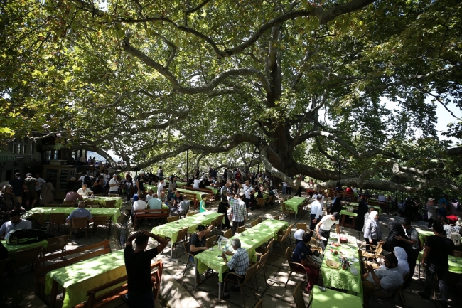 İlk payitaht Bursa'nın asırlara meydan okuyan çınarları